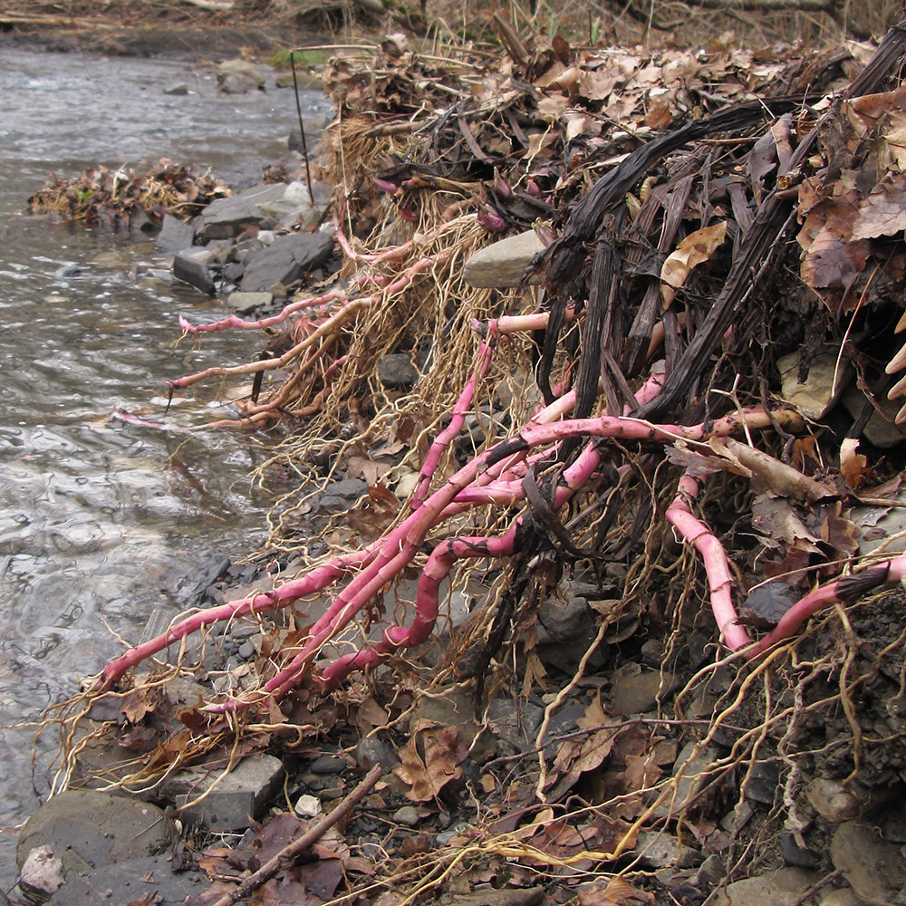 Image of Petasites hybridus specimen.