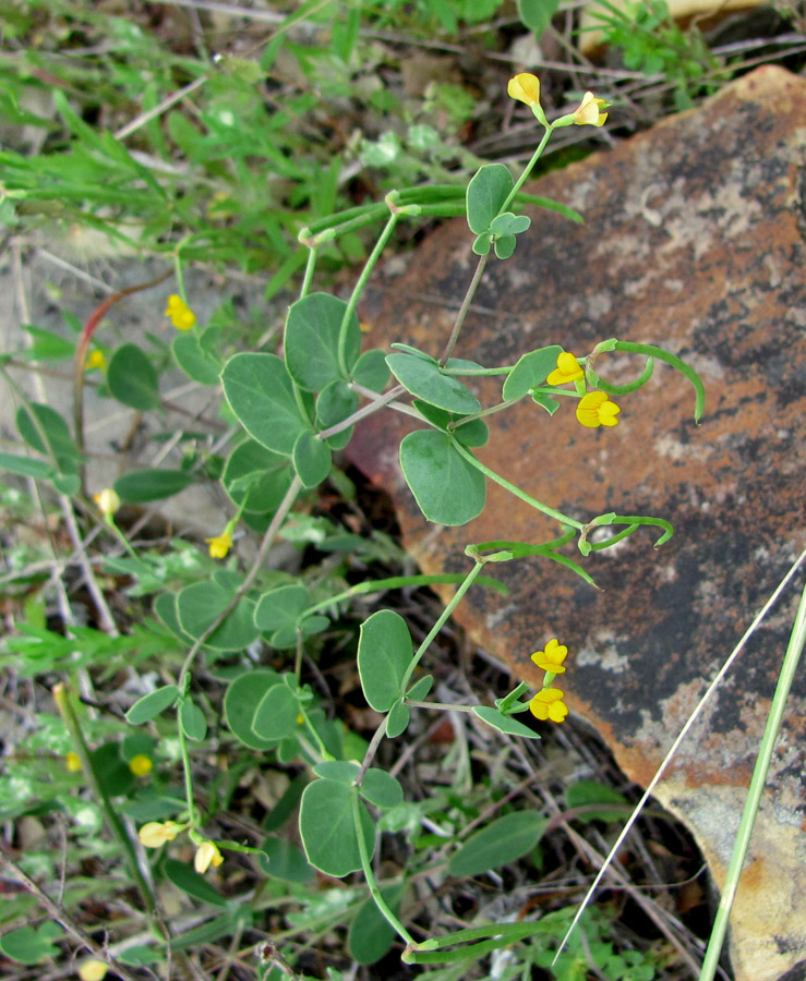 Image of Coronilla scorpioides specimen.