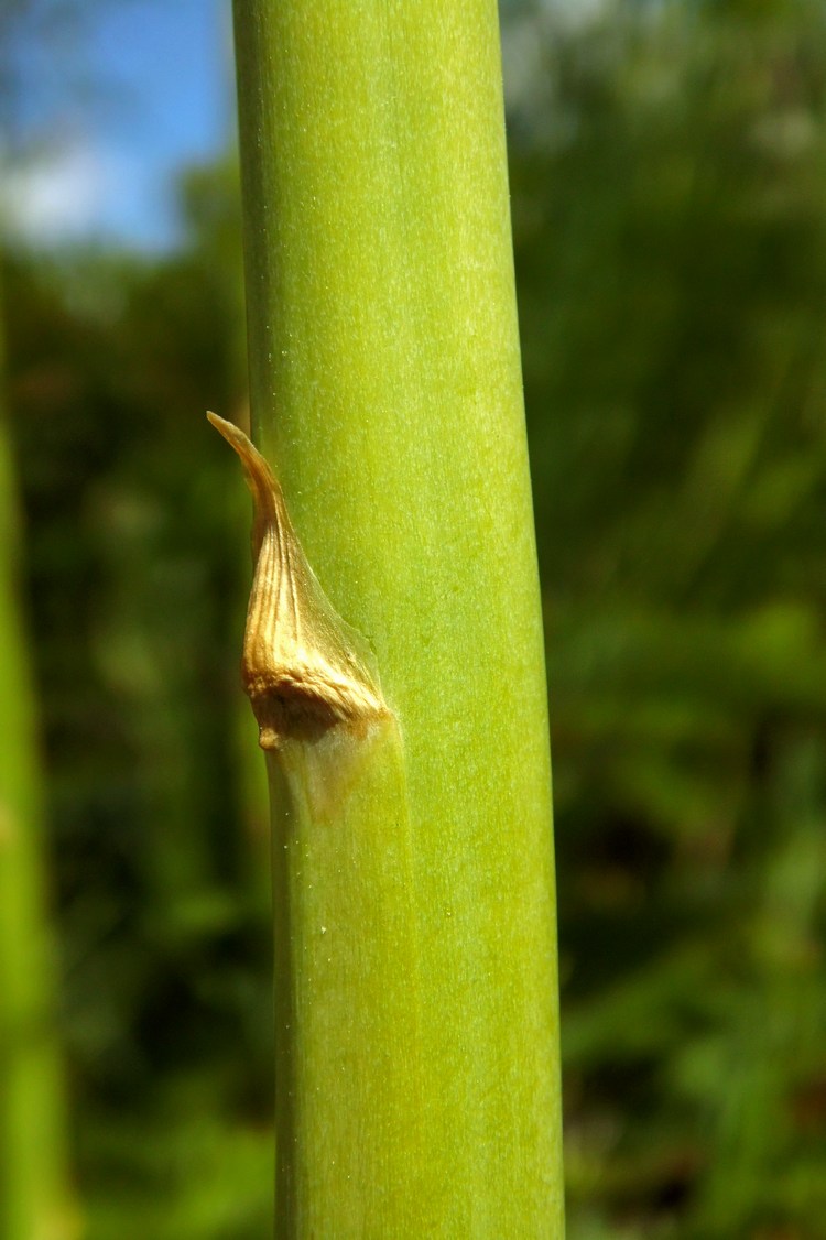 Image of Asparagus officinalis specimen.