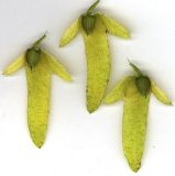 Смотреть изображение Carpinus betulus