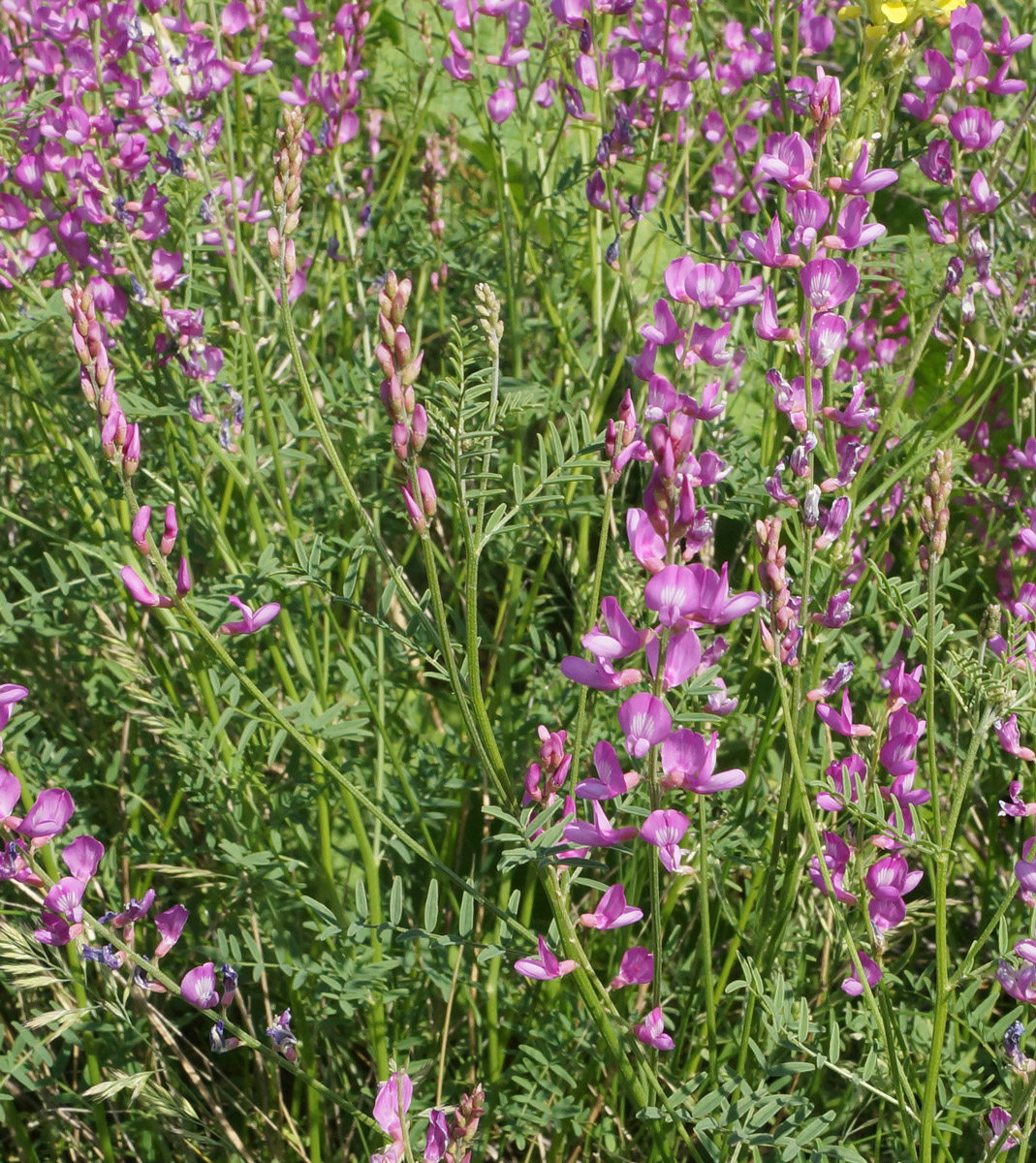 Image of Astragalus macropterus specimen.