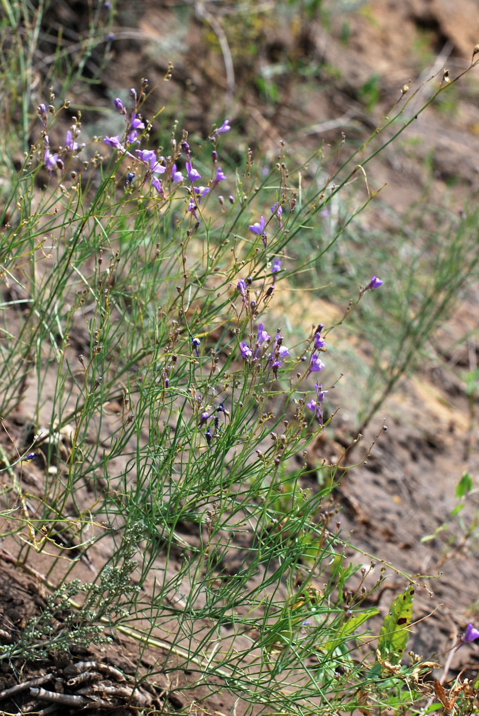 Image of Linaria volgensis specimen.