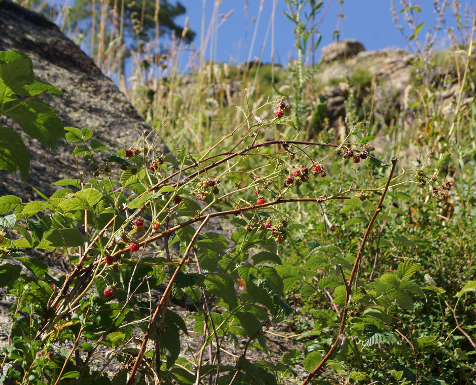 Image of Rubus idaeus specimen.