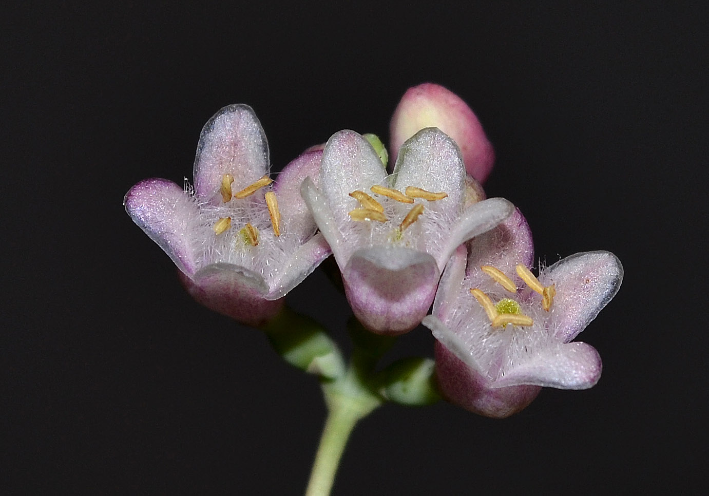 Image of Symphoricarpos albus var. laevigatus specimen.