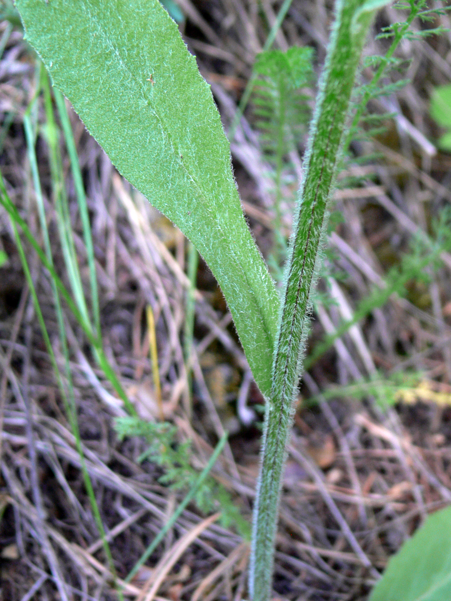 Изображение особи Tephroseris integrifolia.