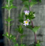 Euphrasia pectinata