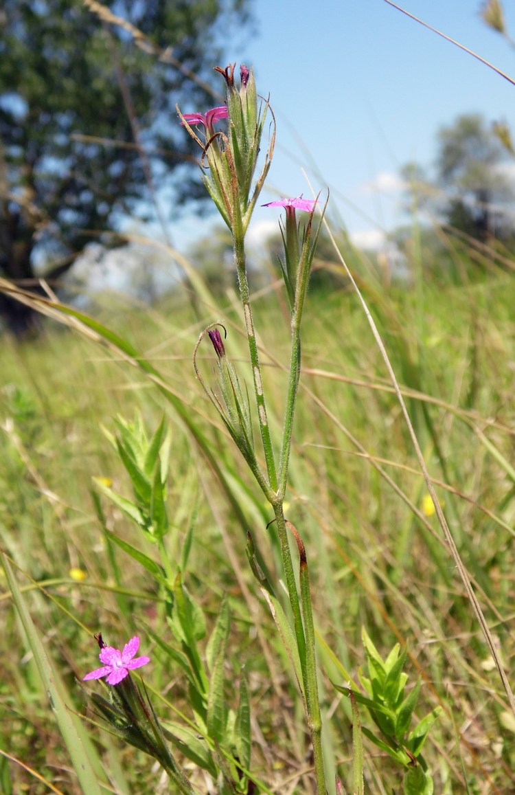 Image of Dianthus armeria specimen.