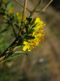 Orthanthella lutea. Соцветие. Ставропольский край, Благодарненский р-н, окр. с. Шишкино. 19.09.2009.