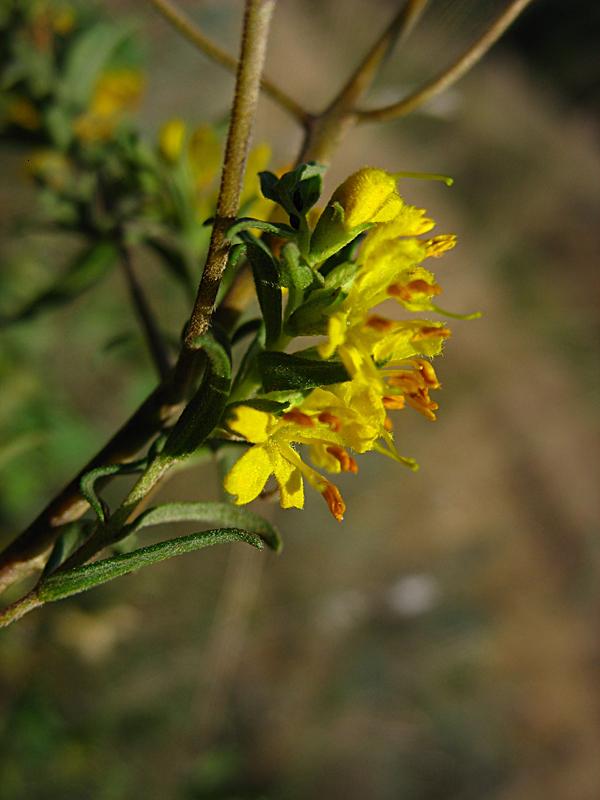 Изображение особи Orthanthella lutea.