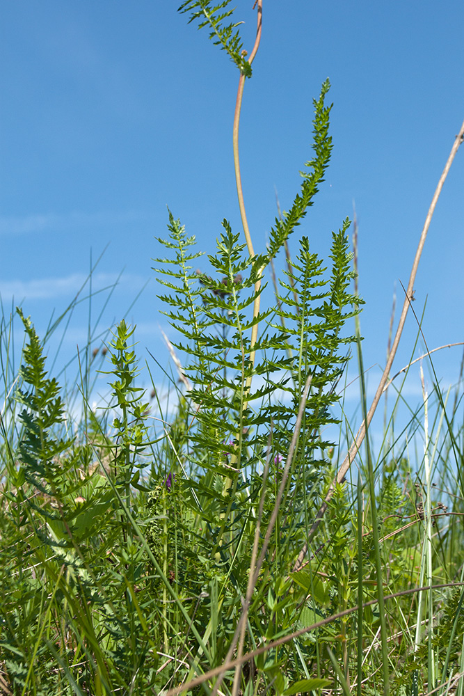 Изображение особи Filipendula vulgaris.