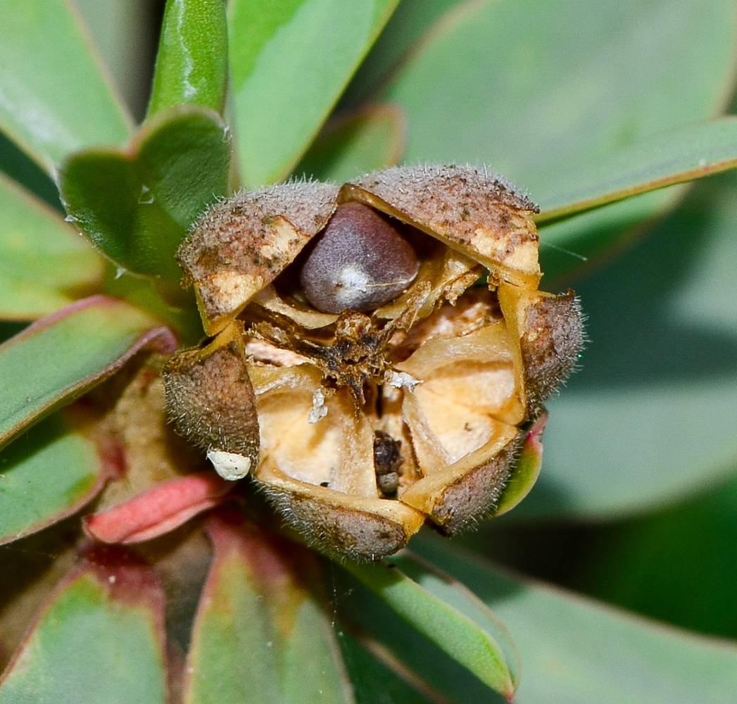 Image of Euphorbia balsamifera specimen.