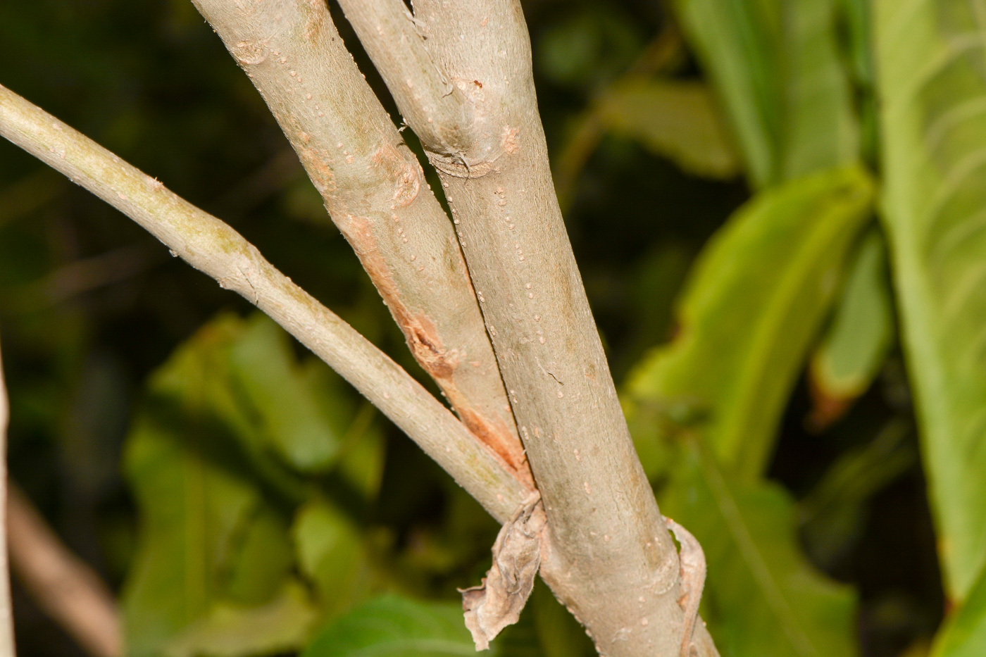 Image of Justicia adhatoda specimen.