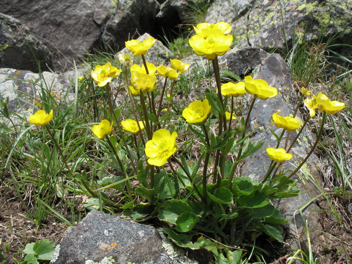 Изображение особи Ranunculus alberti.