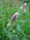 Salvia tesquicola