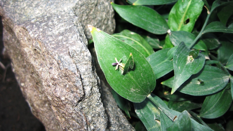 Изображение особи Ruscus hypoglossum.