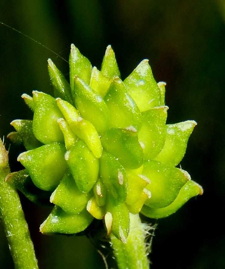 Изображение особи Ranunculus meyerianus.
