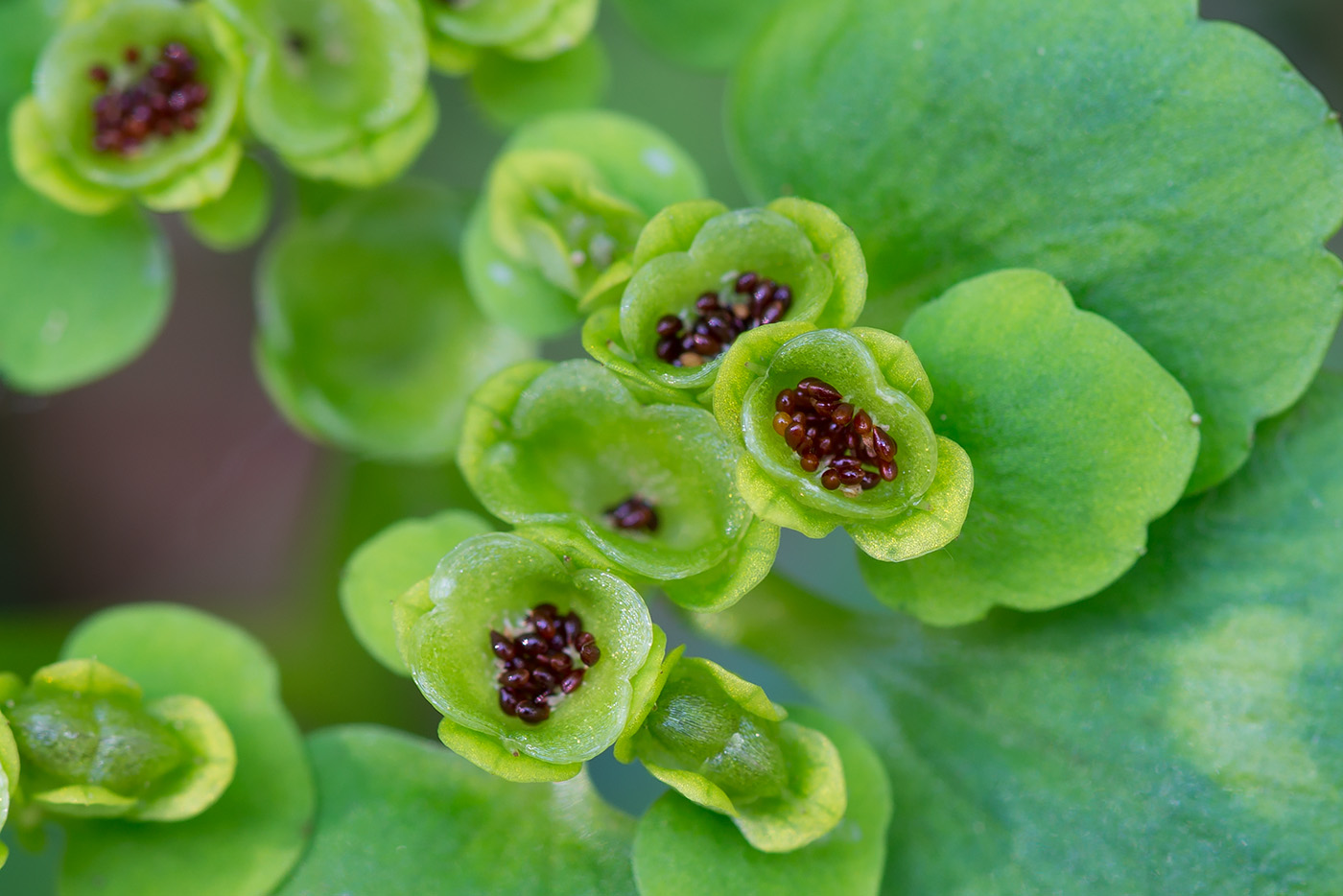 Image of Chrysosplenium alternifolium specimen.