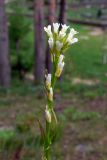 Arabis borealis. Соцветие с цветками и завязывающимися плодами. Свердловская обл., окр. г. Североуральск, известняковая скала. 21.06.2007.