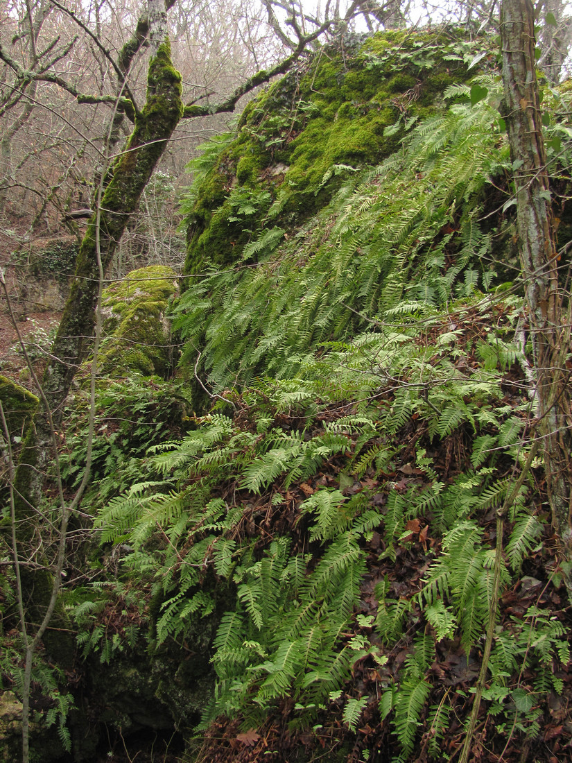 Image of Polypodium interjectum specimen.