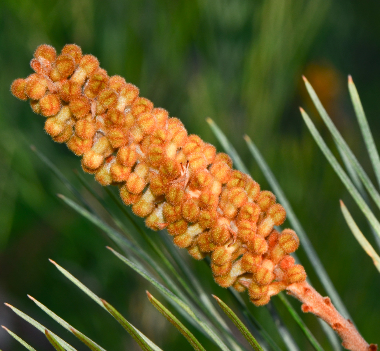 Изображение особи Grevillea hodgei.