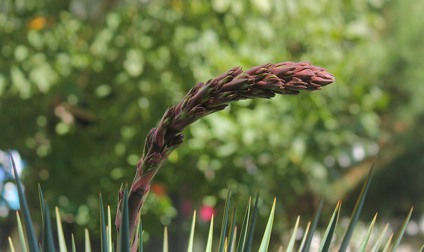 Изображение особи Yucca gloriosa.