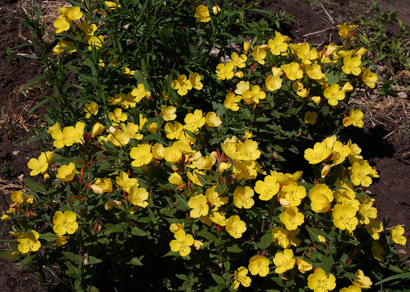 Изображение особи Oenothera pilosella.