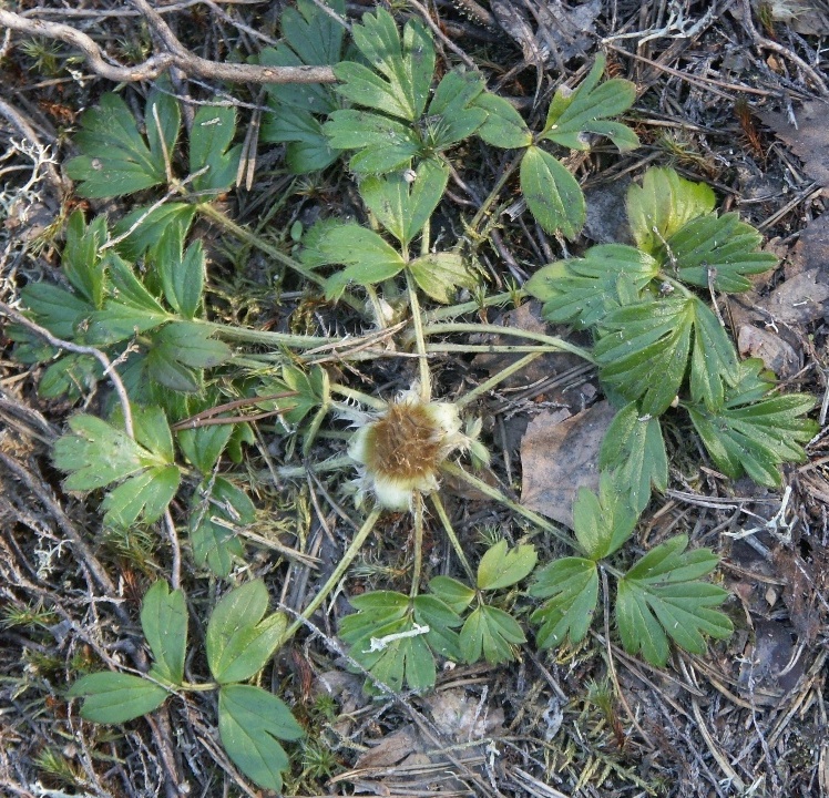 Image of Pulsatilla vernalis specimen.