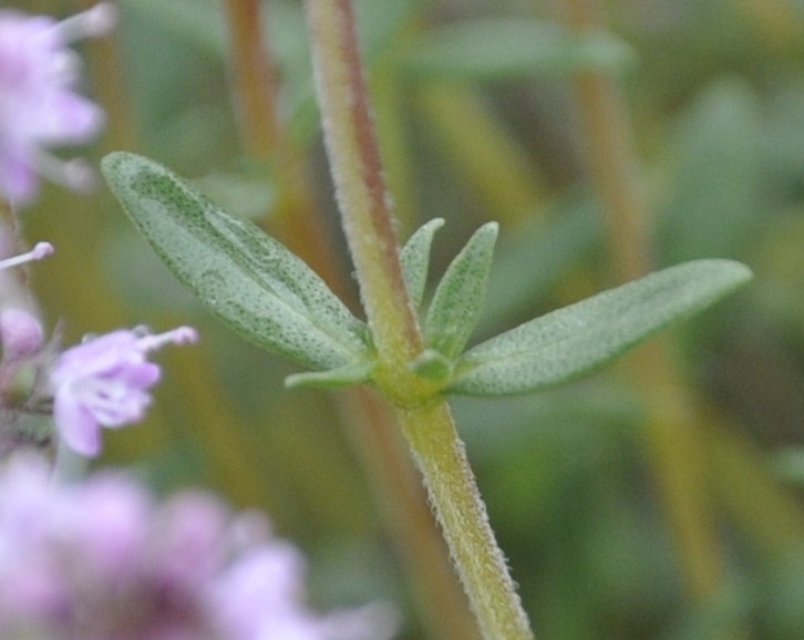 Image of genus Thymus specimen.