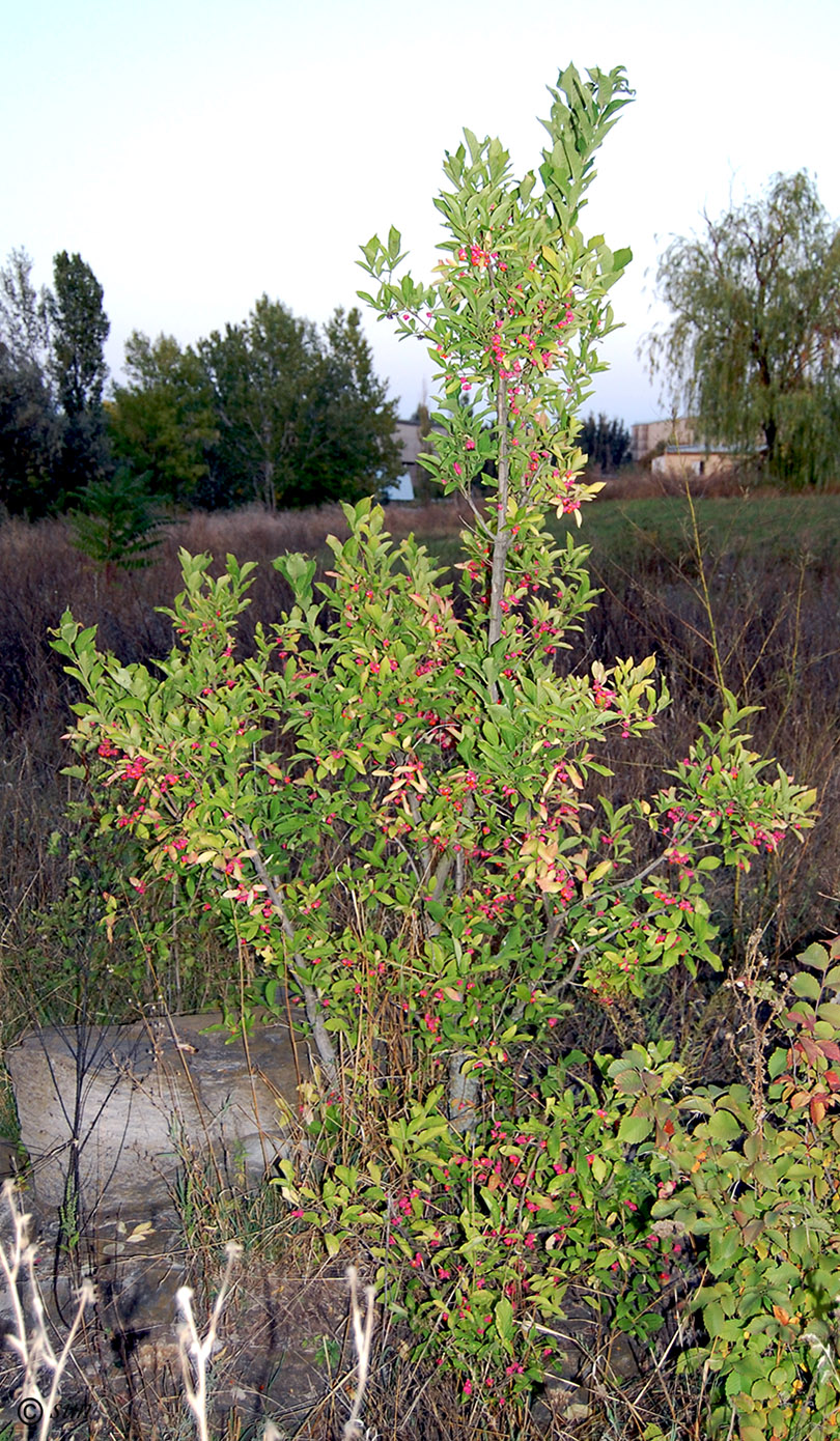 Изображение особи Euonymus europaeus.