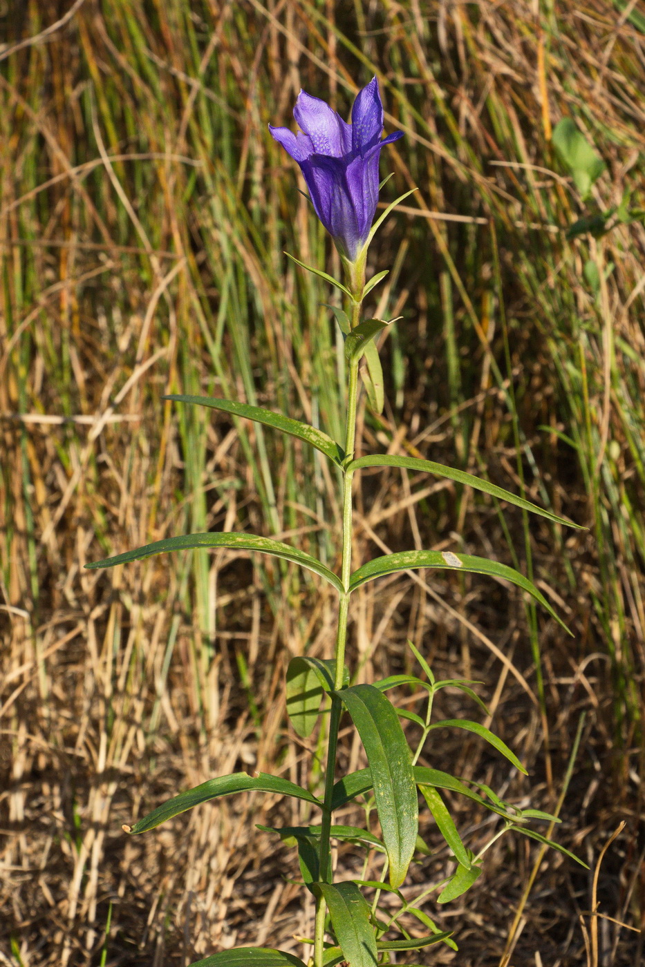 Image of Gentiana pneumonanthe specimen.