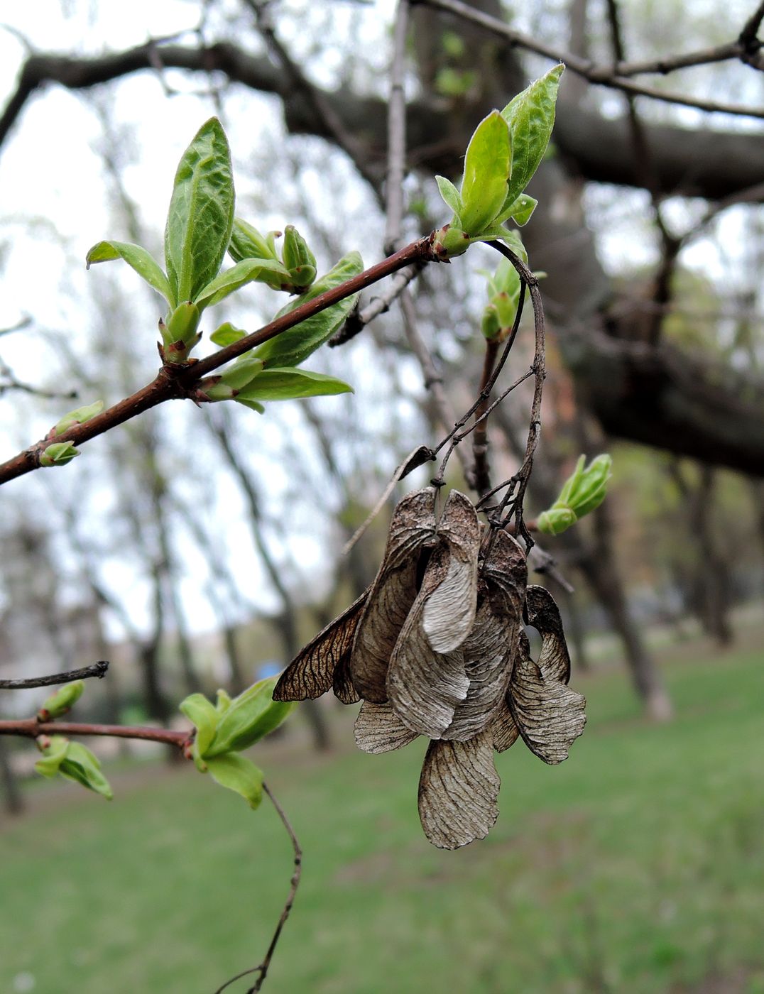 Image of genus Acer specimen.