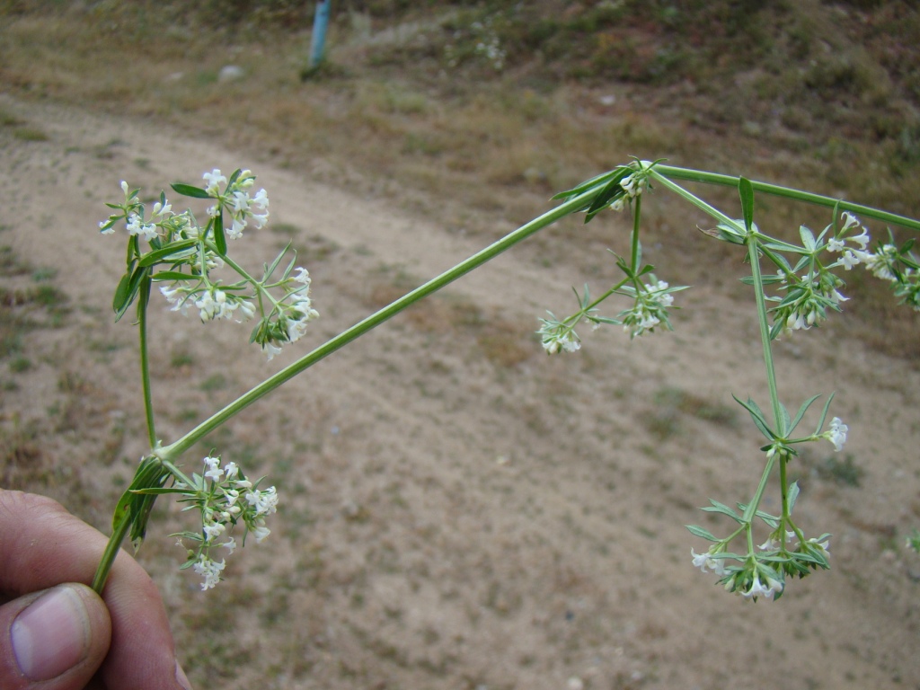 Изображение особи род Galium.