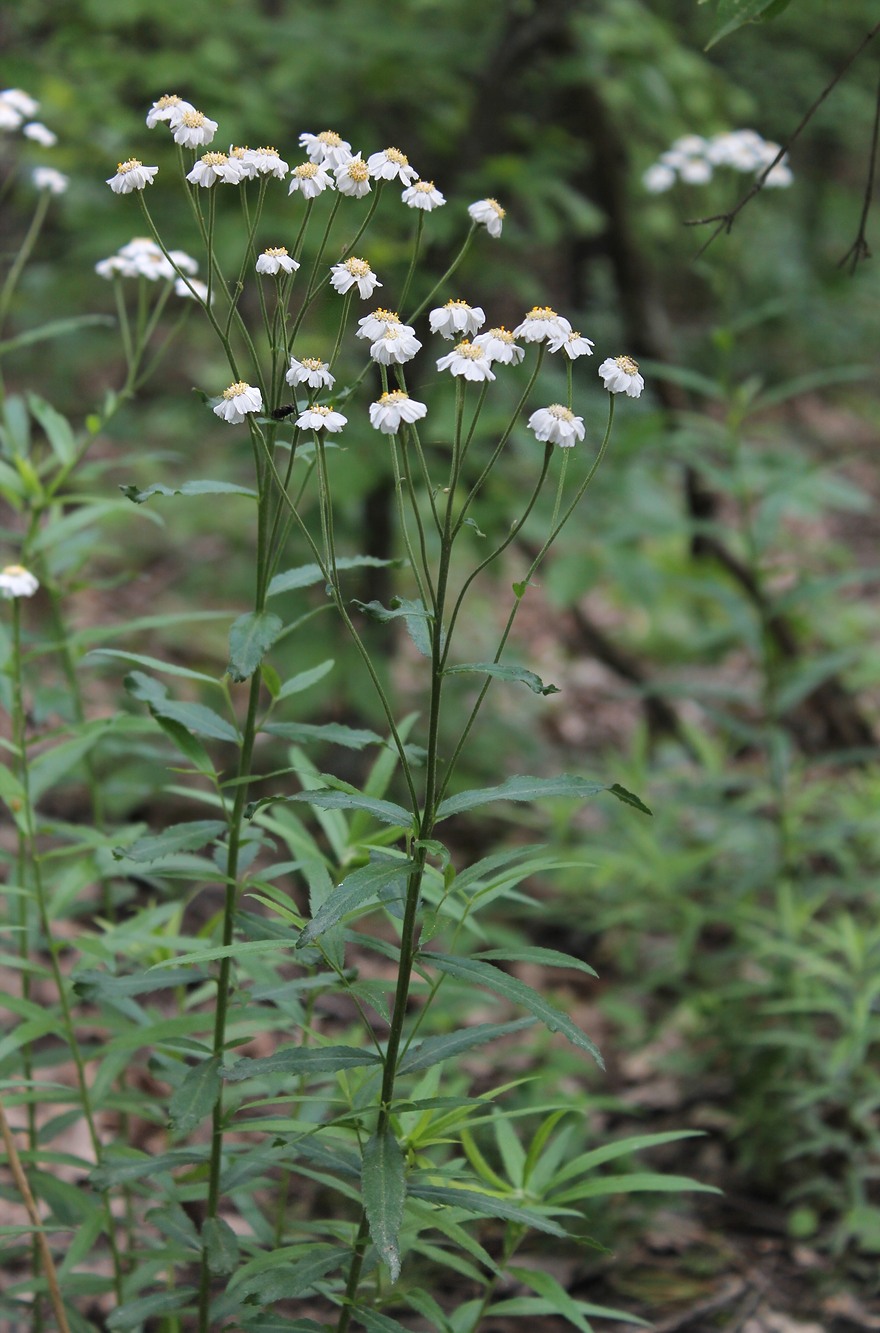 Image of Achillea biserrata specimen.