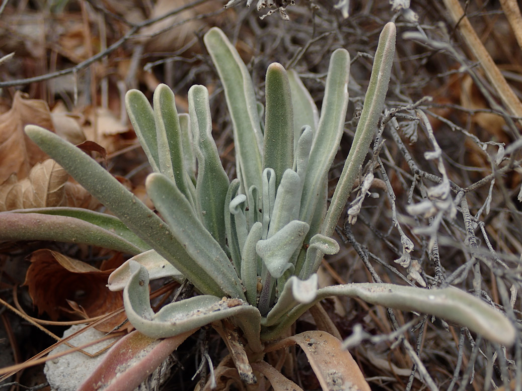 Image of Matthiola incana specimen.