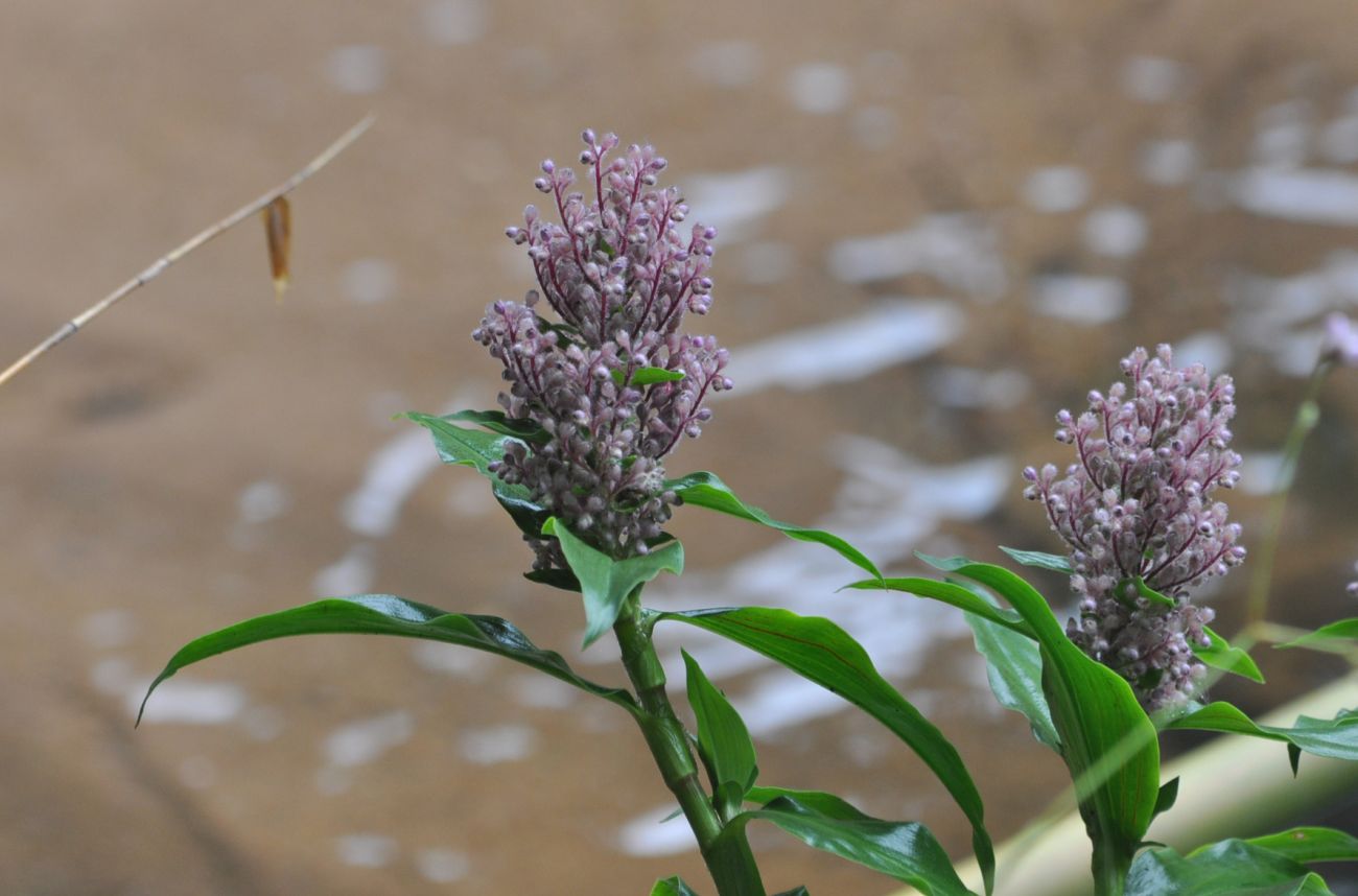 Image of Floscopa scandens specimen.