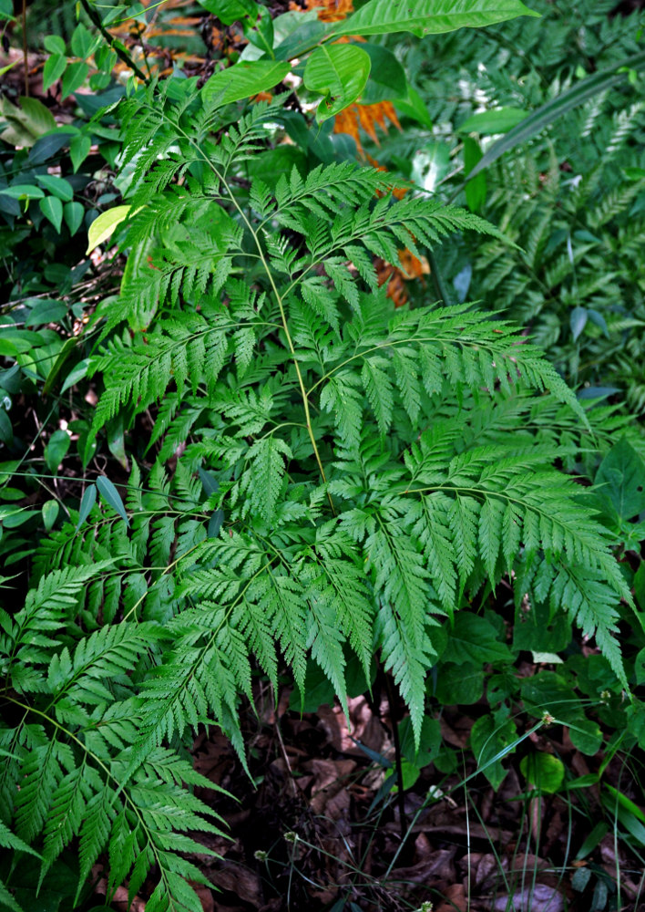 Image of Davallia solida specimen.