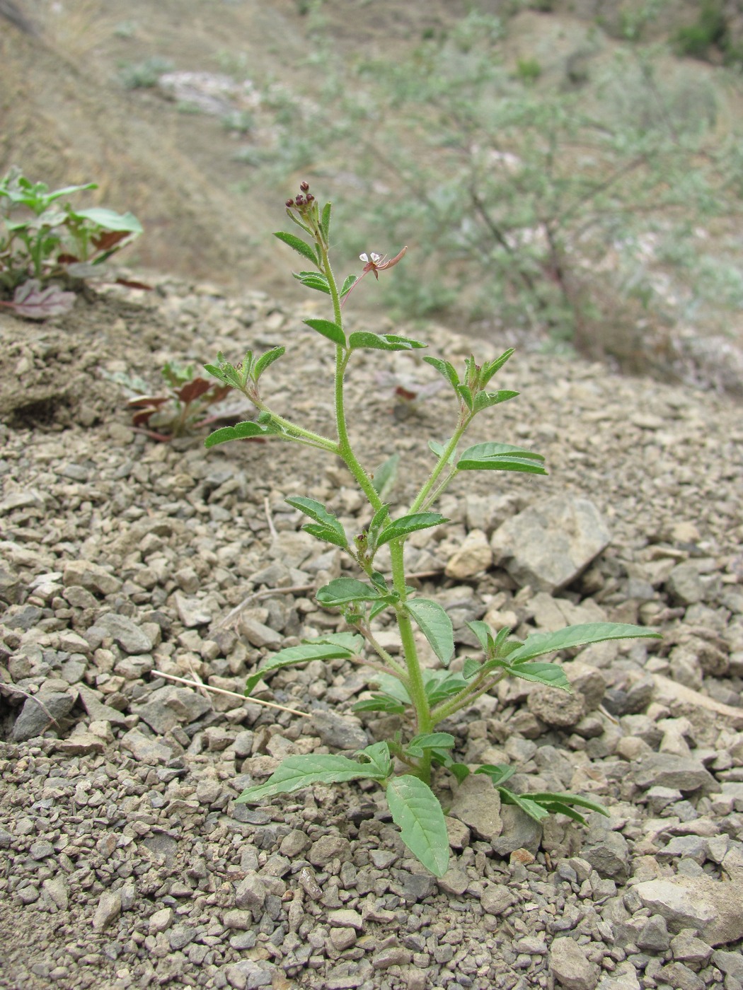 Image of Cleome daghestanica specimen.