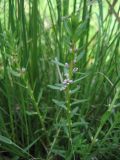 Glaux maritima. Цветущее растение. Алтайский край, солонцеватый луг, июнь