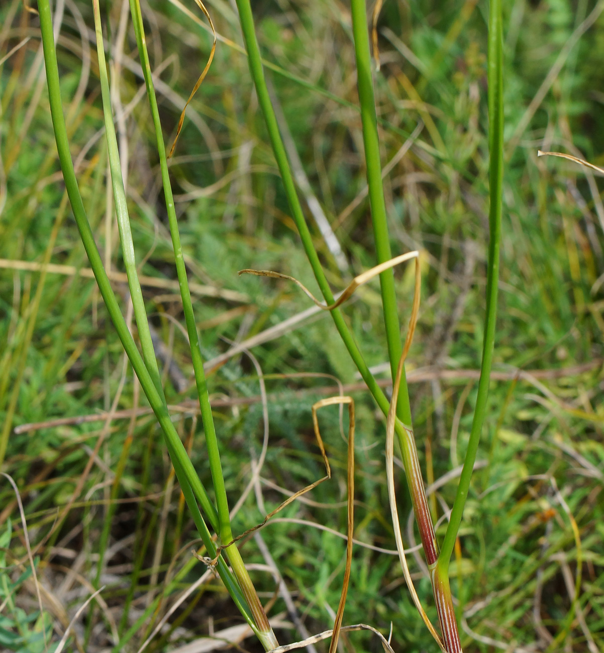 Image of Allium montanostepposum specimen.