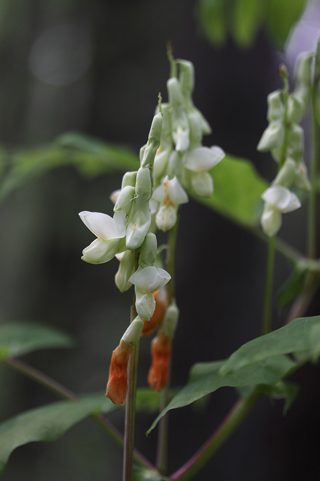 Image of Lathyrus gmelinii specimen.