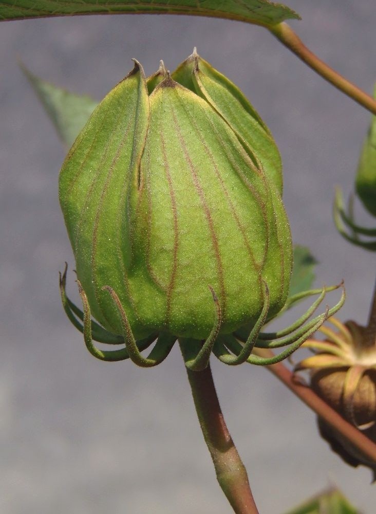 Image of Hibiscus moscheutos specimen.