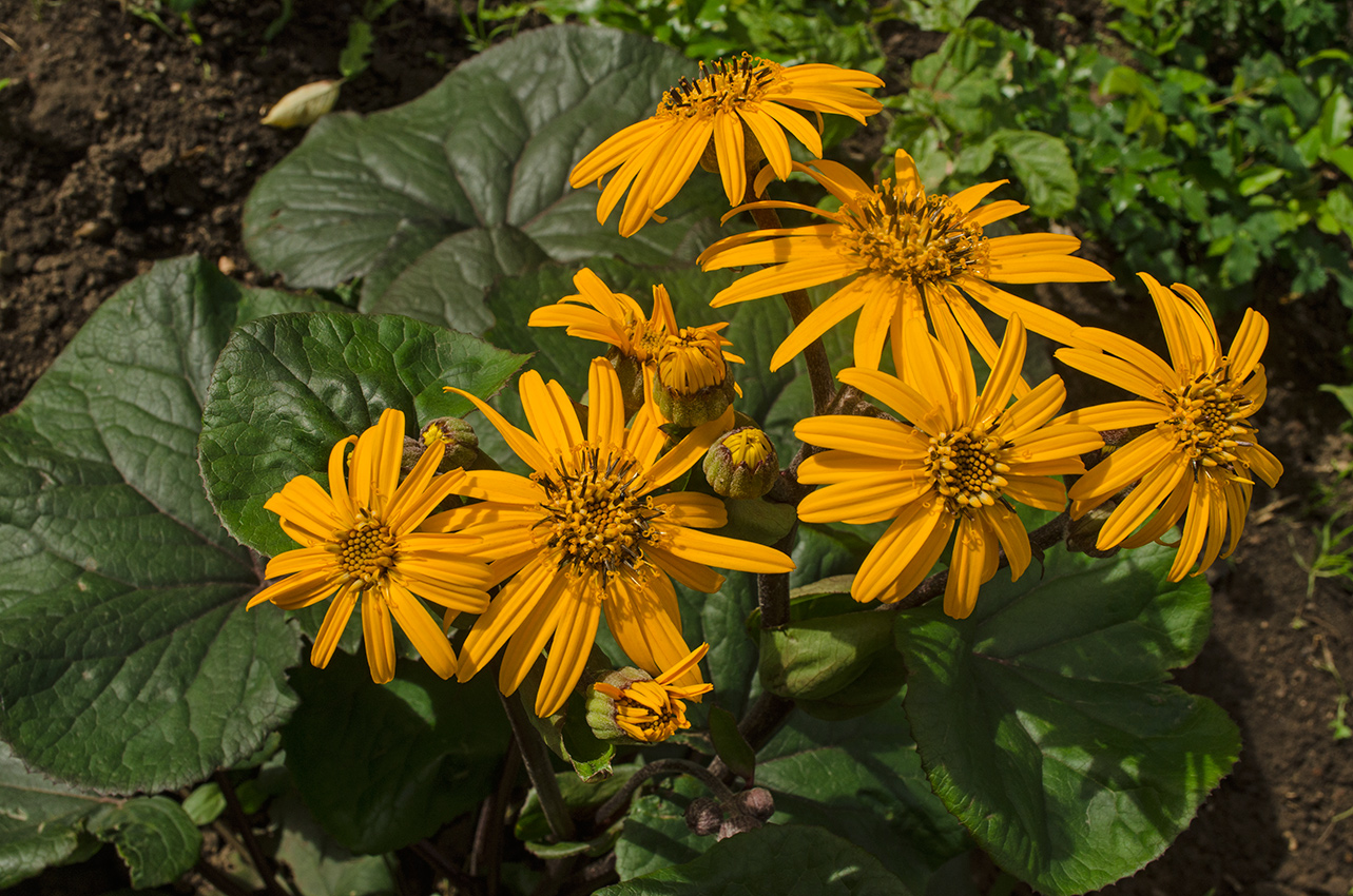 Image of Ligularia dentata specimen.