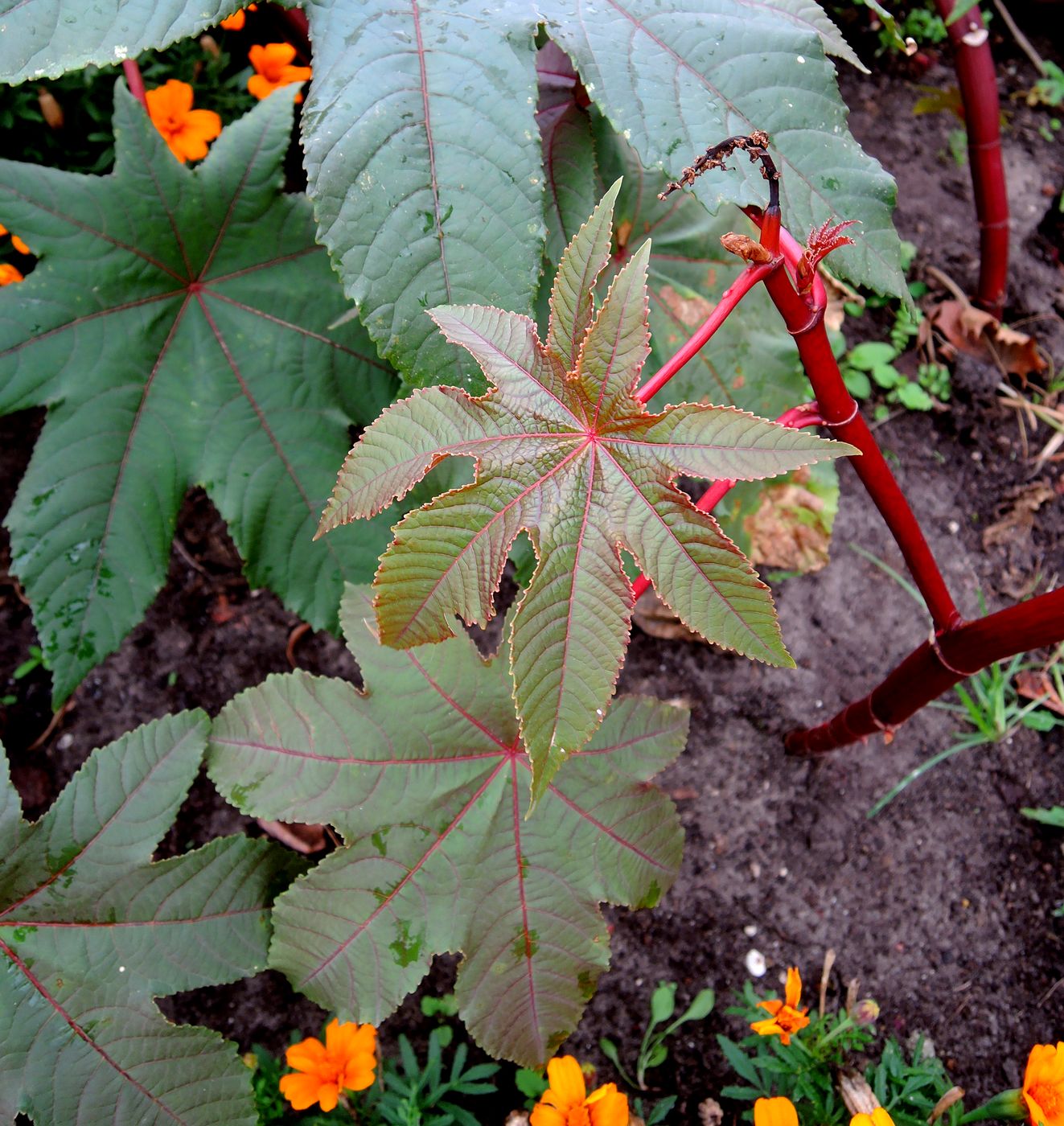 Изображение особи Ricinus communis.