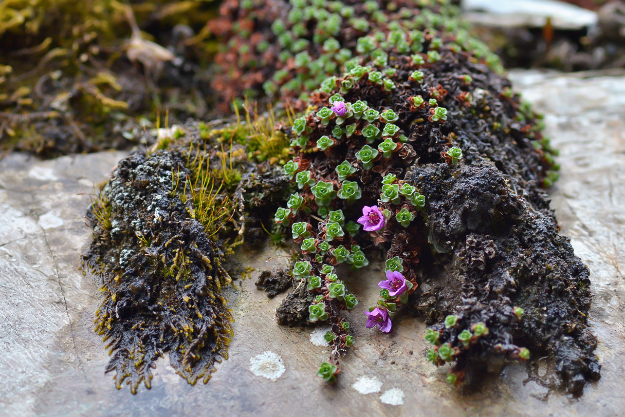 Image of Saxifraga asiatica specimen.