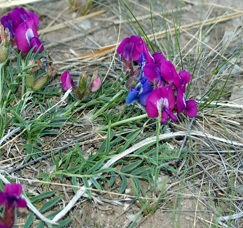 Image of Oxytropis nuda specimen.