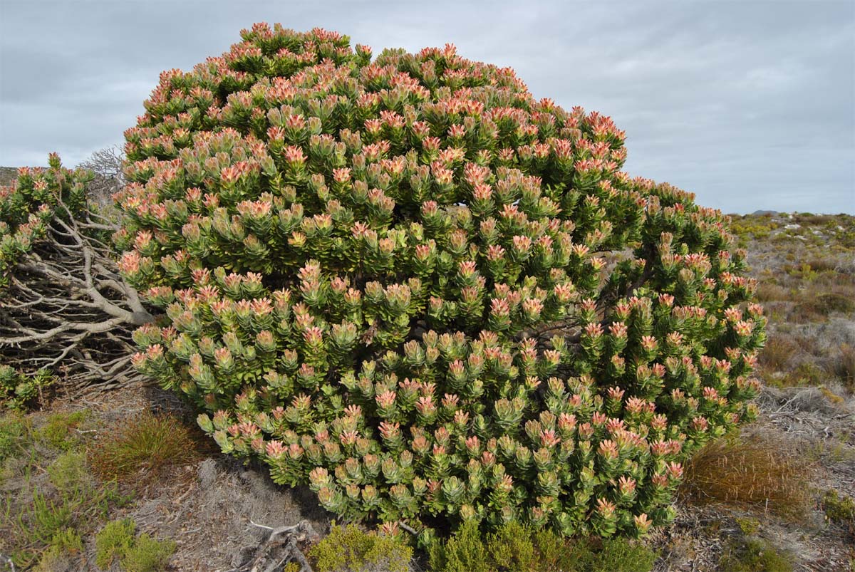 Изображение особи Mimetes fimbriifolius.