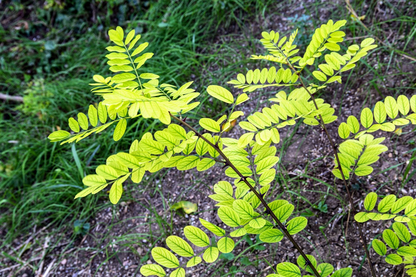 Изображение особи Robinia pseudoacacia.