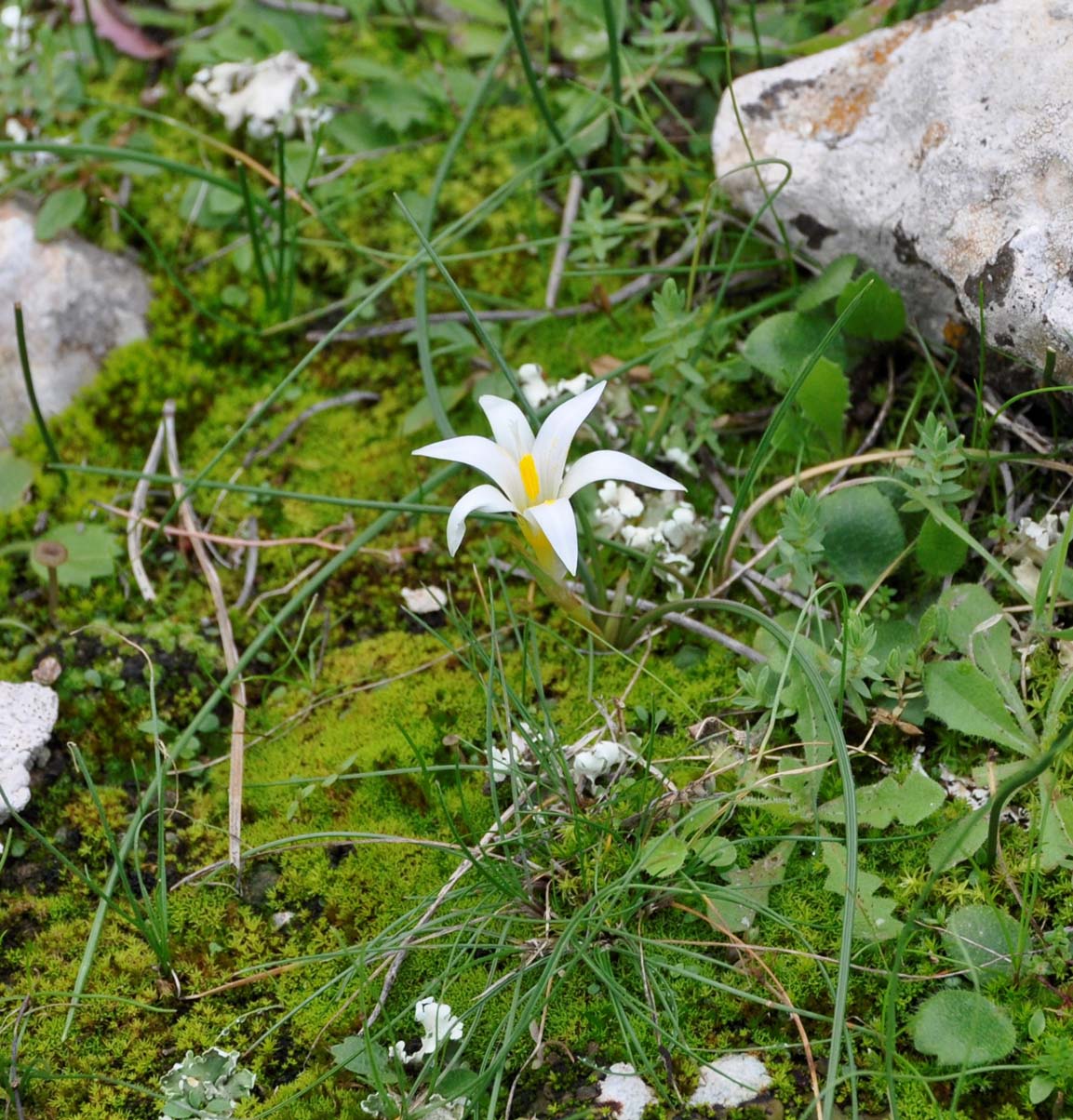 Image of Romulea tempskyana specimen.