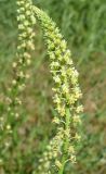 Reseda lutea