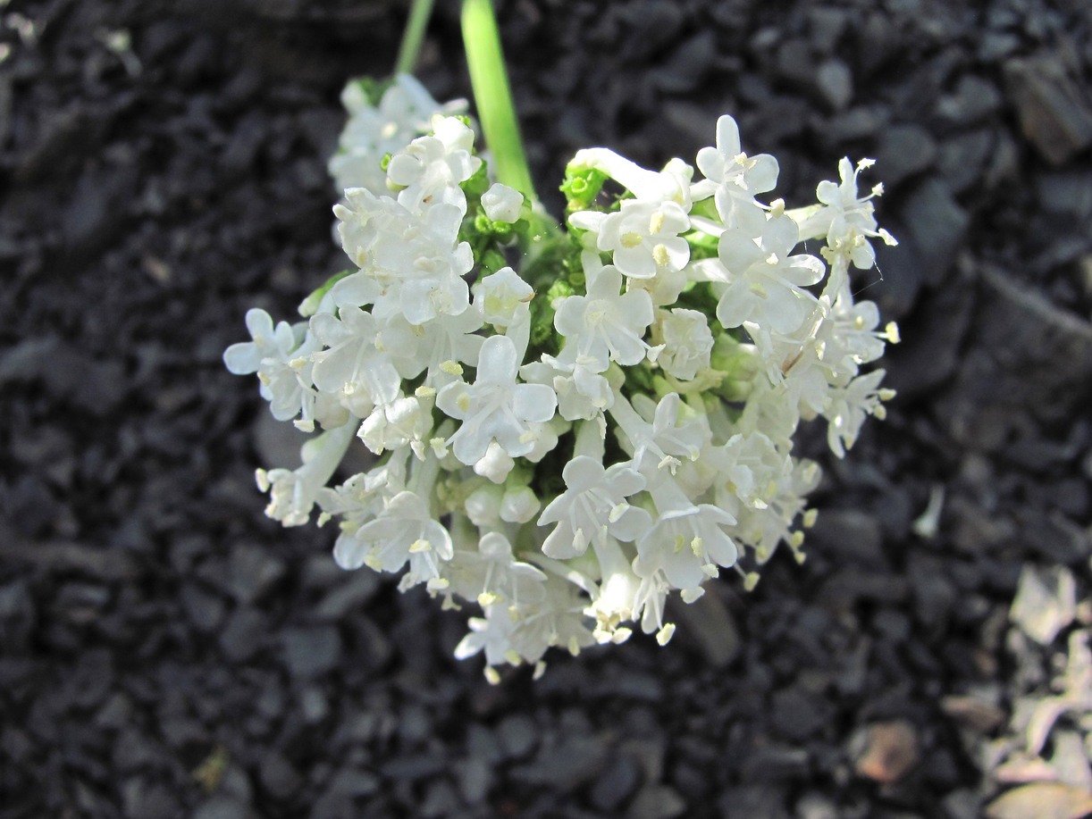 Image of Valeriana cardamines specimen.